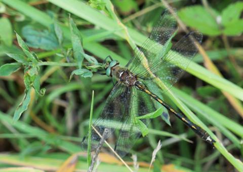 Cordulie à corps fin, 2020, Darnac (87)
